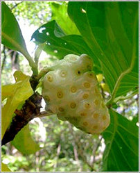 Morinda Citrifolia