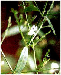 Andrographis Paniculata