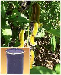 Mucuna Pruriens Extract