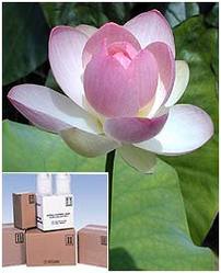 Nelumbo Nucifera Extract