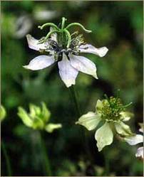 Nigella Sativa