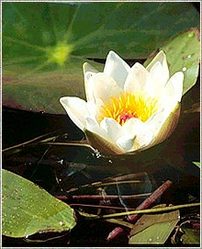 Nymphaea Lotus