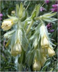 Onosma Hispidum