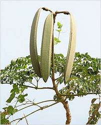 Oroxylum Indicum