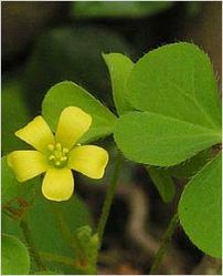 Oxalis Corniculata