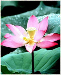 Nelumbo Nucifera