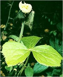 Podophyllum Emodi