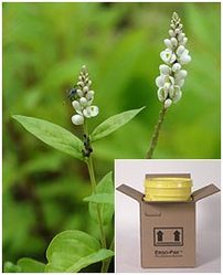 Polygala Senega Extract