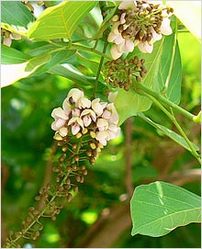 Pongamia Pinnata