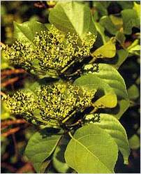 Premna Obtusifolia