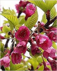 Prunus Cerasoides