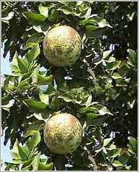 Quince