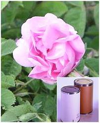 Rosa Centifolia Extract