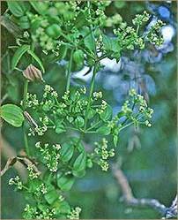 Rubia Cordifolia