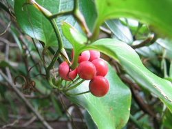 Smilax China