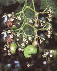 Semecarpus Anacardium