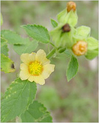 Sida Cordifolia