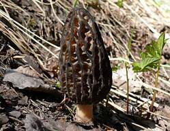 Morel