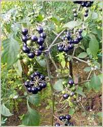 Solanum Nigrum