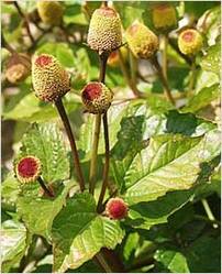 Spilanthes Acmella