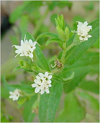 Stevia Rebaudiana