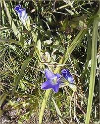 Gentiana Chirata