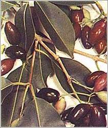 Syzygium Cumini