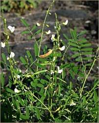 Tephrosia Purpurea