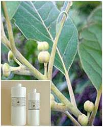 Terminalia Chebula Extract