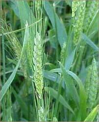 Triticum Sativum