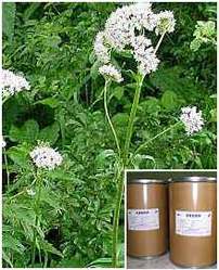 Valeriana Wallichi Extract