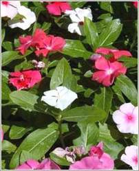 Vinca Rosea