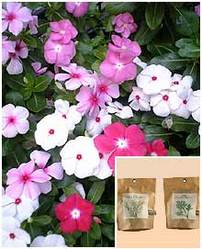 Vinca Rosea Extract