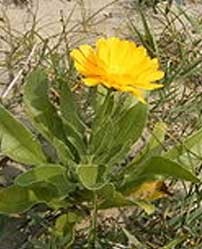 Pot Marigold