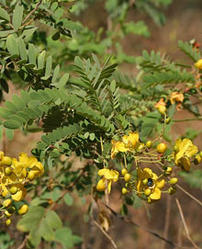 Cassia Obovata