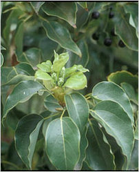 Cinnamomum Camphora