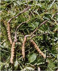 Cordyceps Sinensis