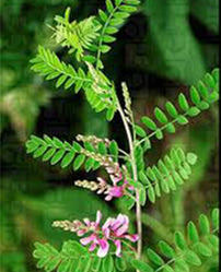 Indigofera Tinctoria