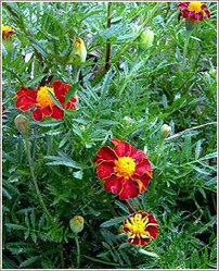 Tagetes Minuta