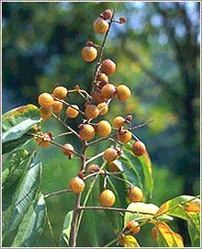 Organic Soapnuts